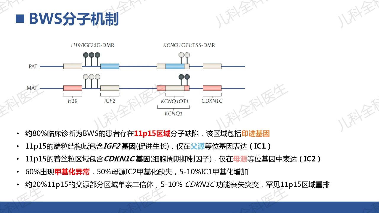 maizsqt41j11843.jpg