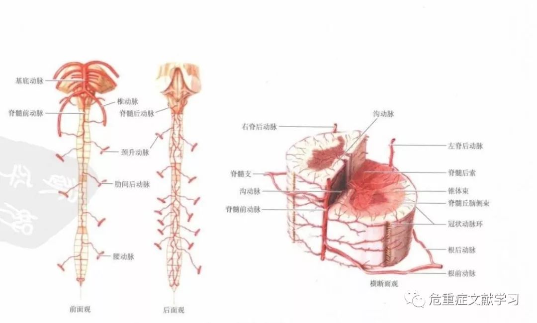 脊髓的血液供应