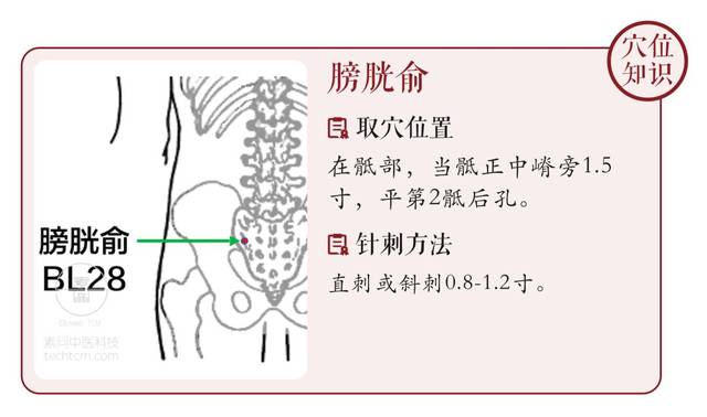 针刀三针平衡治疗尿失禁