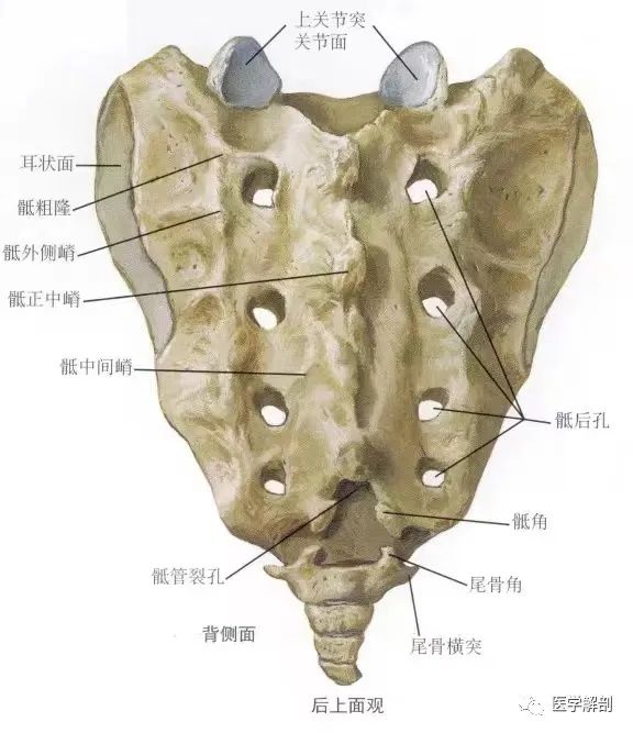 针刀治疗顽固性肛门会阴痛