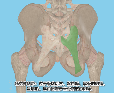 针刀治疗顽固性肛门会阴痛