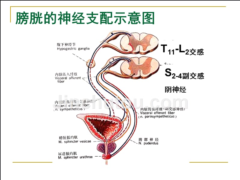 膀胱的神经支配