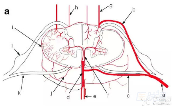 脊髓的血管解剖