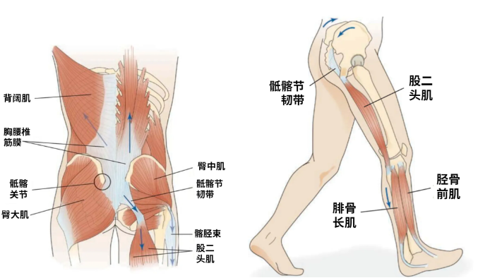 腰-骨盆-髋关节复合体的功能与作用